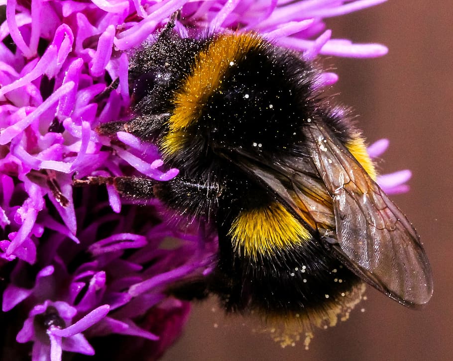 マクロ撮影, ミツバチ, 収集, 花粉, 蜂, 昆虫, 自然, 蜂蜜, 動物, フライ