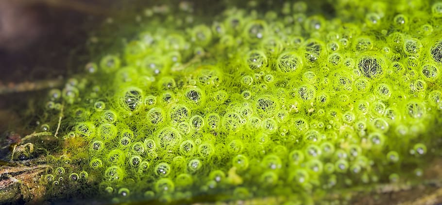 untitled, bubble, frog, babies, abstract, organic, round, circle, green, eggs