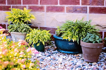 plants-in-pots-summer-green-gardening-ro