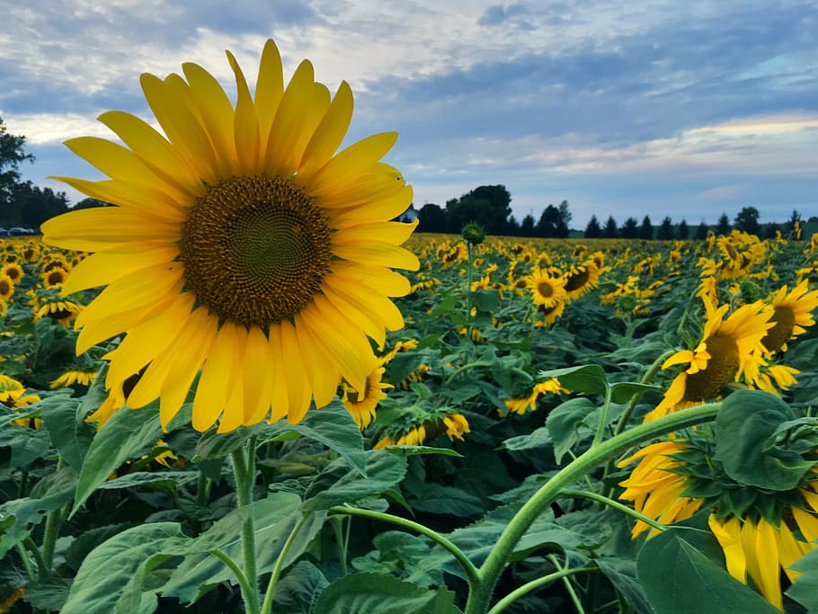 sunflowers, flowers, field, summer, sun, colorful, countryside, landscape, yellow, flower