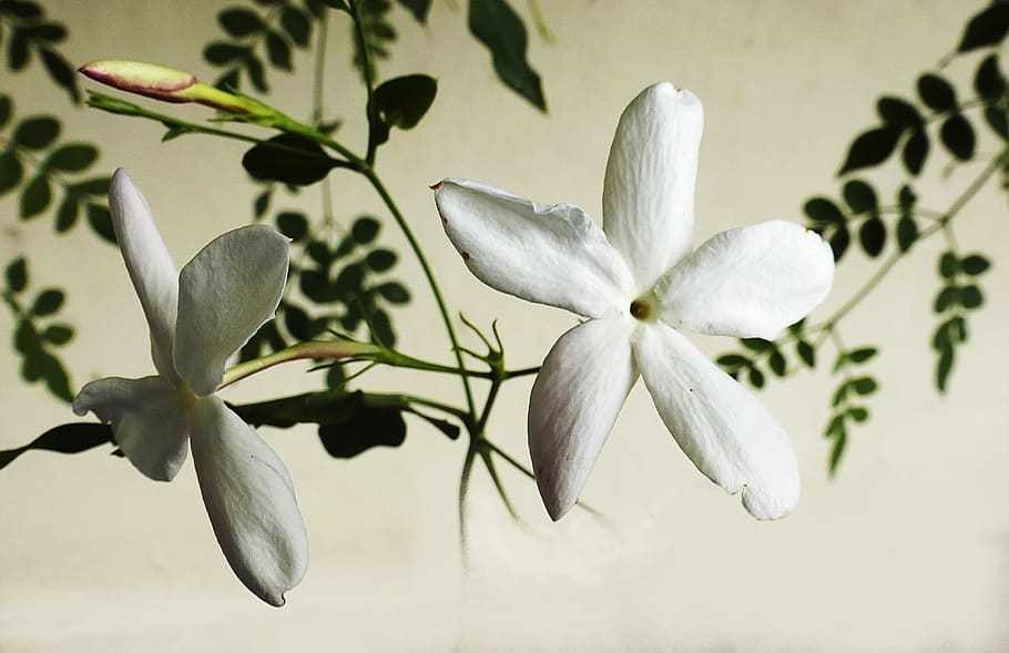 jasmine, flower, white, flowers, plant, perfume, smell, nature, summer, beauty in nature