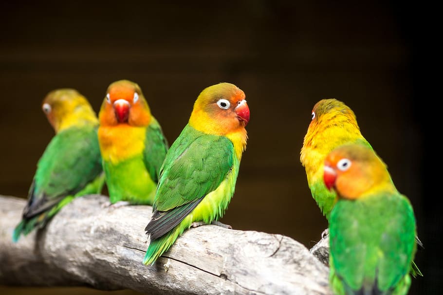 cinco, pájaros amarillos y verdes, rama de árbol, pájaros del amor, pájaros, color, colorido, loros, polluelos, loro
