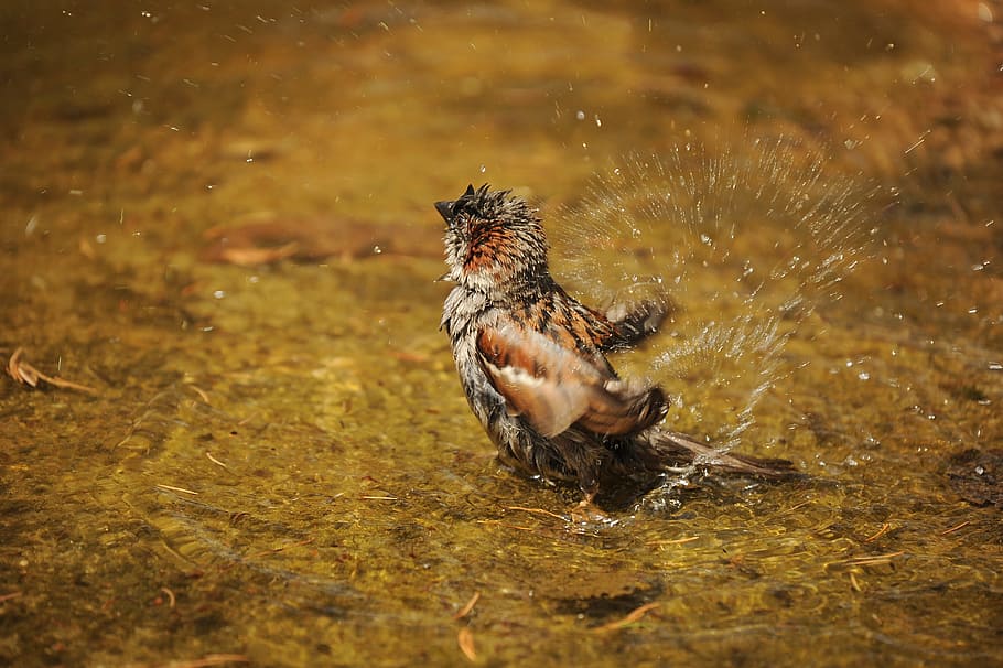 selectivo, fotografía de enfoque, marrón, pájaro, salpicaduras, gorrión, esperma, mojado, agua, baño