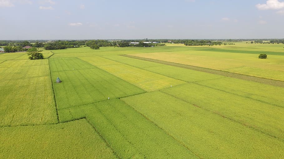 Rice Field, Aerial, green field, agriculture, field, nature, rural Scene, farm, land, landscape