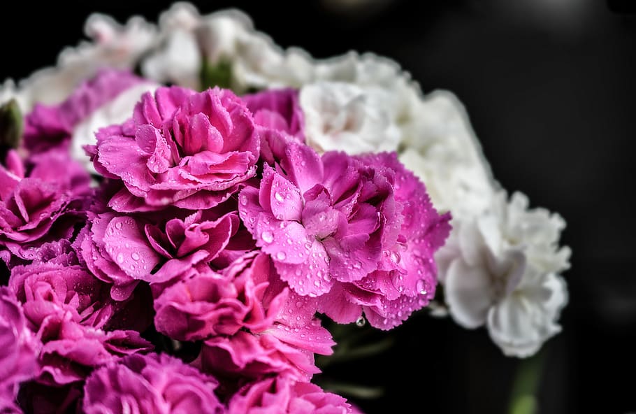 carnation, flowers, purple, nature, close, pink, blossom, flora, plant, bloom