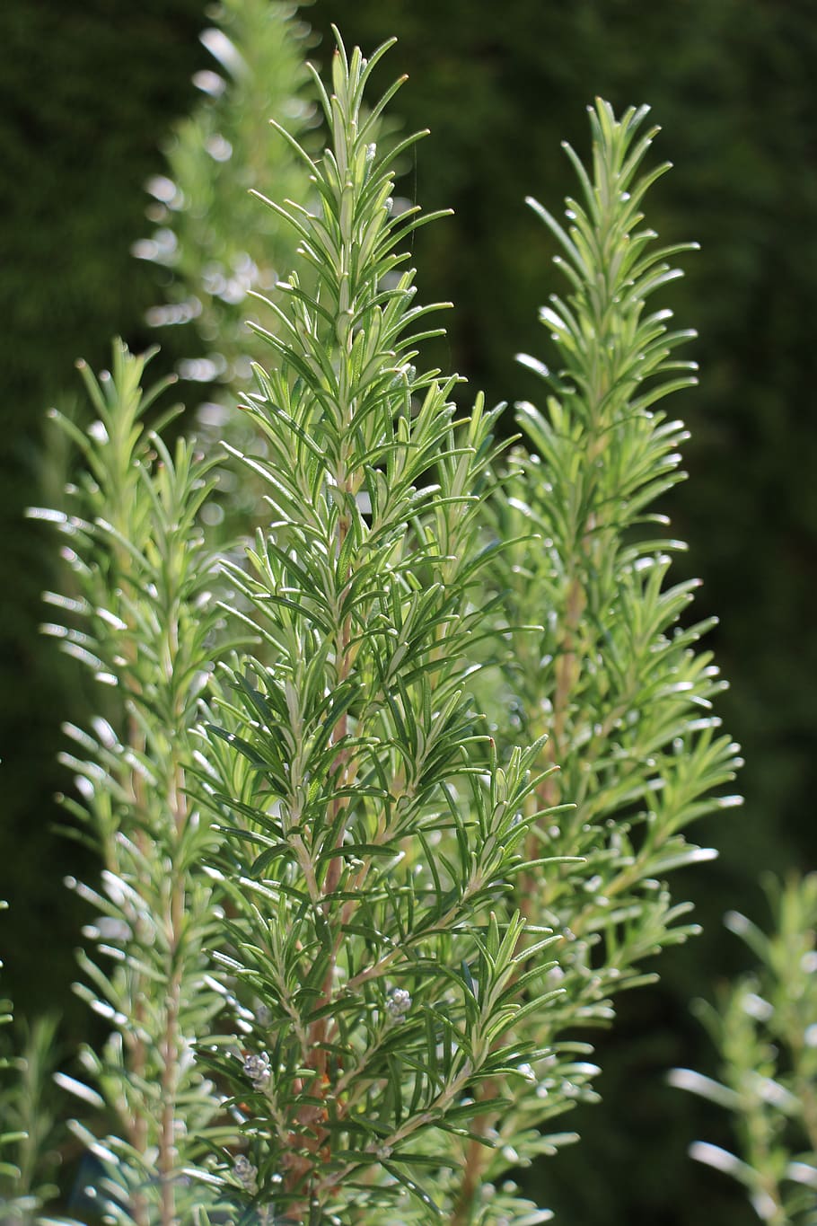 rosemary, garden, herbs, bush, growth, plant, green color, leaf, close-up, plant part