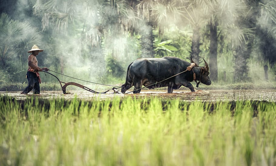 farmer, black, water buffalo, walking, green, rice field, daytime, buffalo, cultivating, agriculture