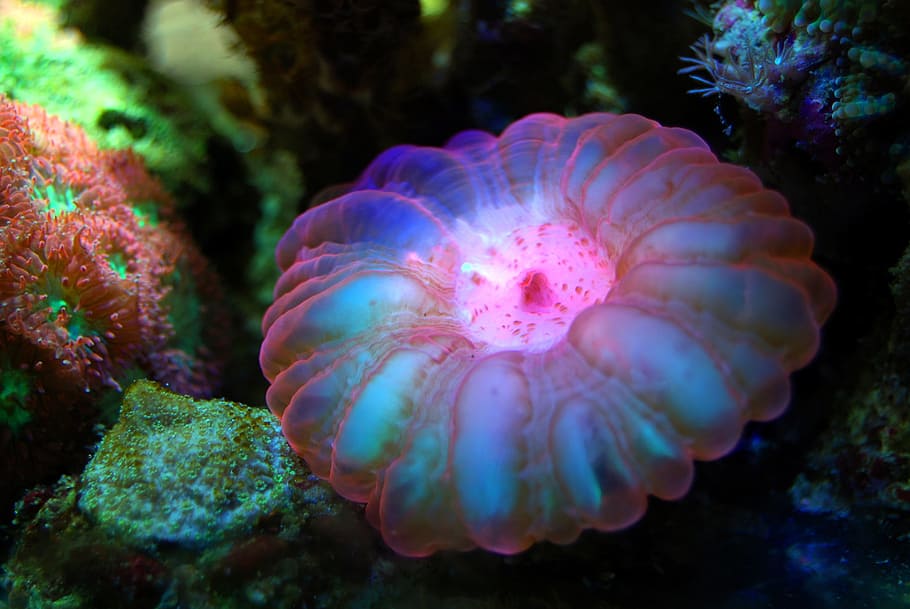 blanco, azul, rosado, medusa, coral, arrecife, mar, submarino, agua, marino
