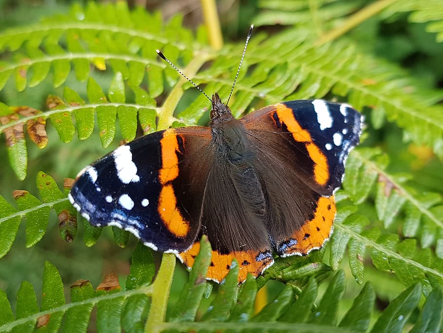 red, admiral, butterfly, animal themes, animal wildlife, insect, animal, animals in the wild, one animal, invertebrate