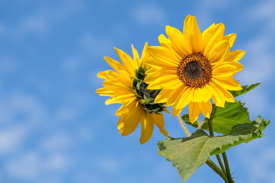 bunga matahari, bunga, musim panas, mekar, langit, awan, tanaman berbunga, kuning, kesegaran, menanam