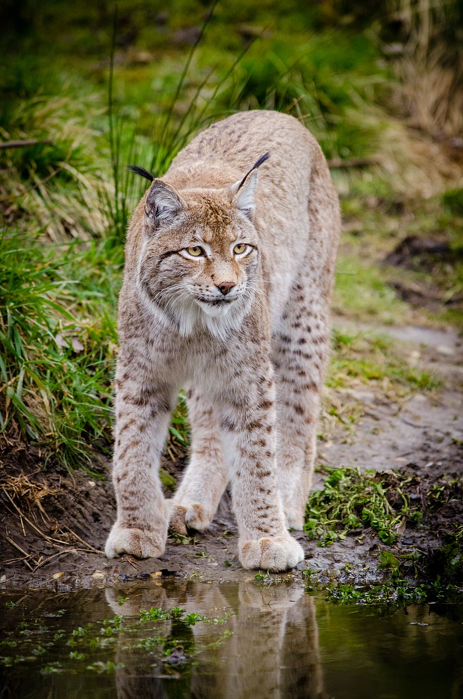 Lynx, front, swamp, mammal, feline, cat, animal wildlife, water, one animal, animals in the wild