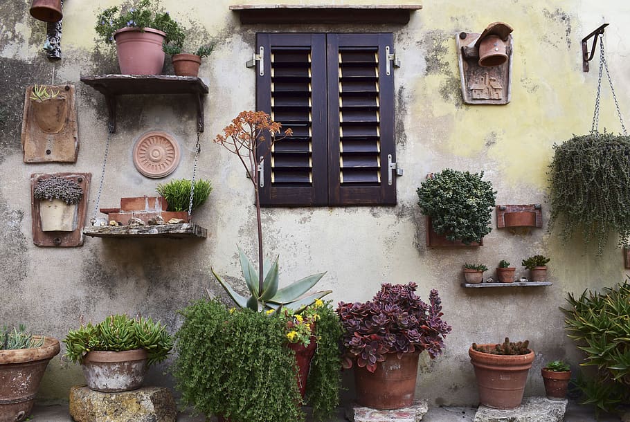 nature, wall, windows, garden, plants, flowerpot, leaves, green, orchids, plant