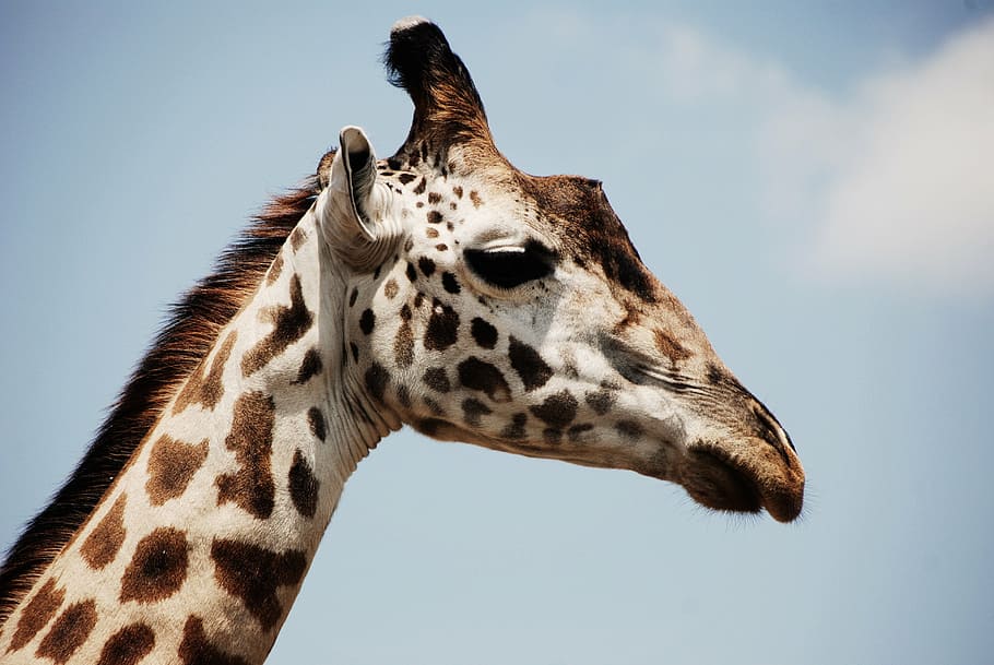 brown, white, giraffe, animal, close-up, safari, wildlife, zoo, one animal, animal wildlife