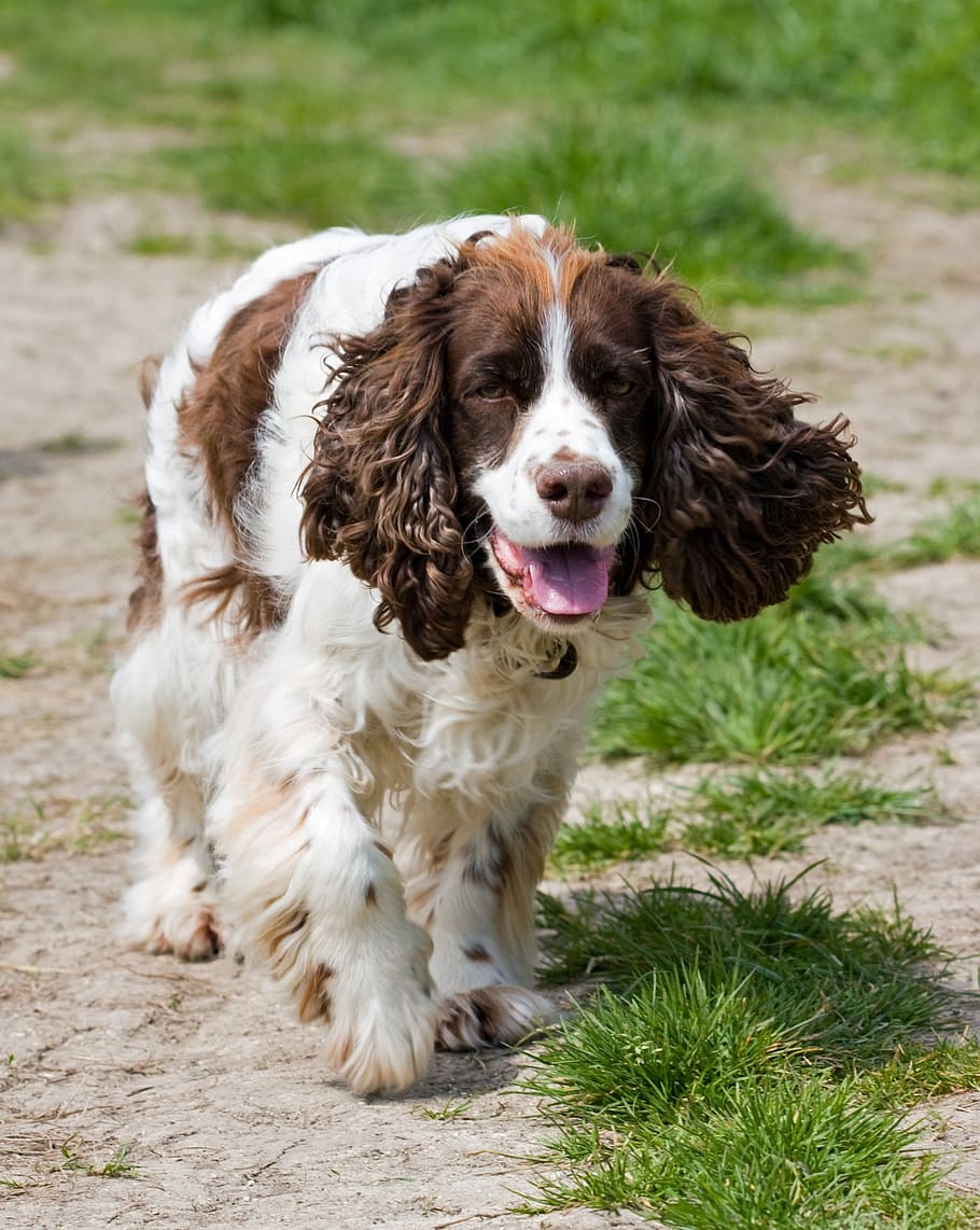 How Long Do Cocker Spaniels Live? [Answered] - spanielking