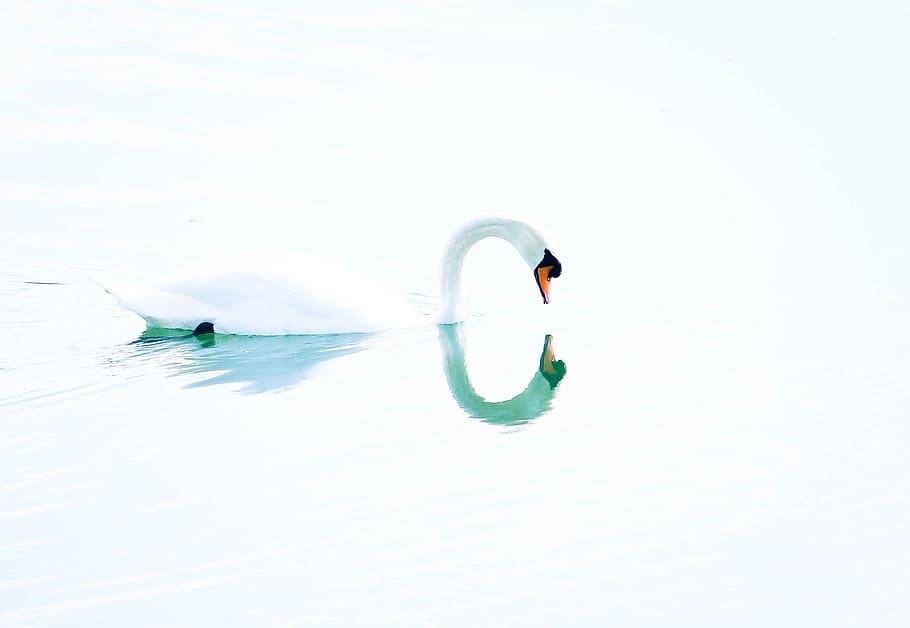 swan, bird, sweetness, reflection, water, white, nature, swans, waterfront, day