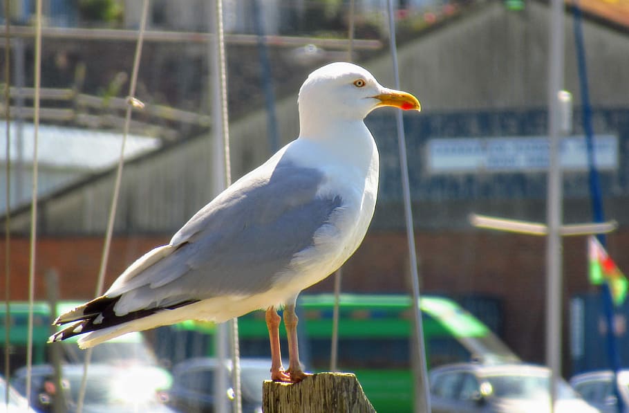 seagull, wales, bird, water, coast, gull, britain, coastal, animal themes, animal
