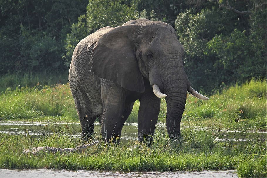 elephant, crocodile, nile, river, african, wildlife, safari, swim, thick skin, animals
