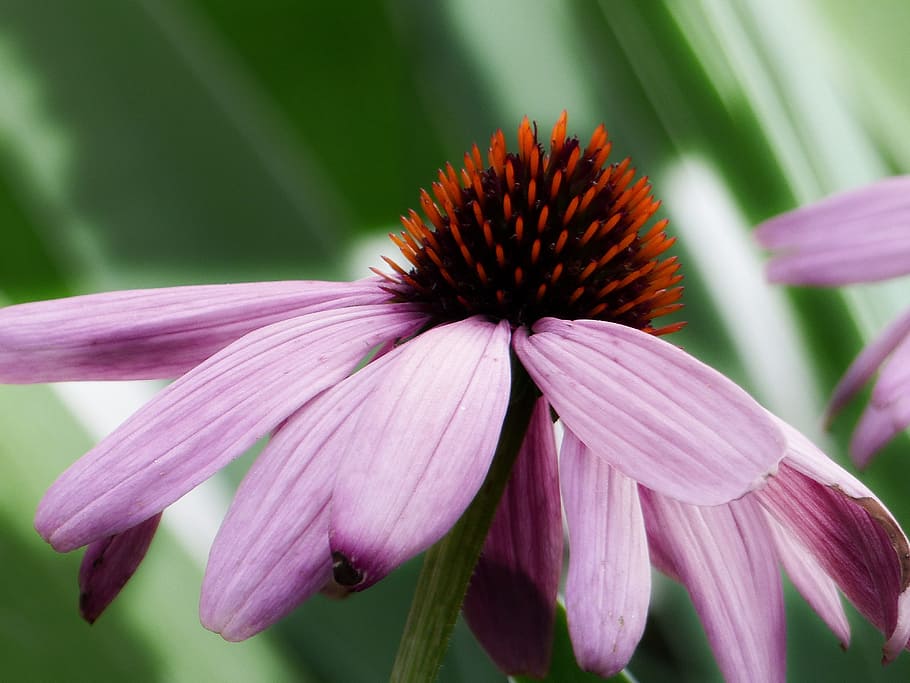 flor de cono, echinacea purpurea, asteraceae, paleae, rosa, jardín, flor, naturaleza, primer plano, hermosa