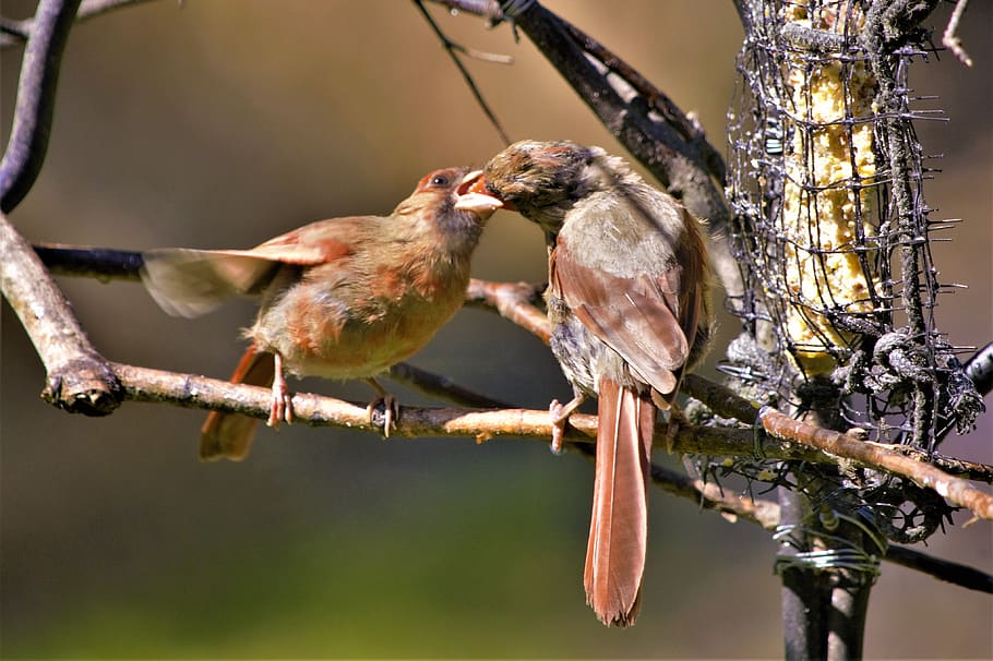 ibu burung, memberi makan bayi burung, burung, kardinal, wanita, bayi, burung muda, muda, warna-warni, suet feeder