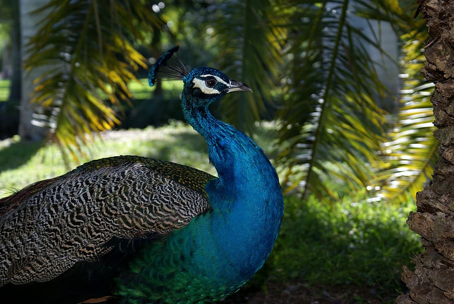 close, photography, male, indian peafowl, miami, biscayne, peacock, animal themes, animal, vertebrate