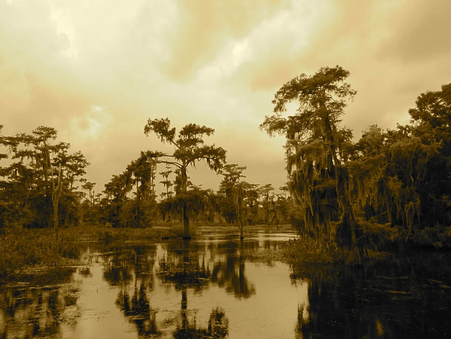 Swamp, Bayou, New Orleans, Tree, Lake, air boat, wetlands, reflection, water, scenics