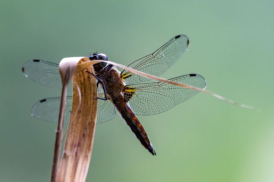 libélula, plattbauch, libélula de vela, hembra, insecto de vuelo, de cerca, libélulas, amarillo negro, libélula de vientre plano, invertebrado