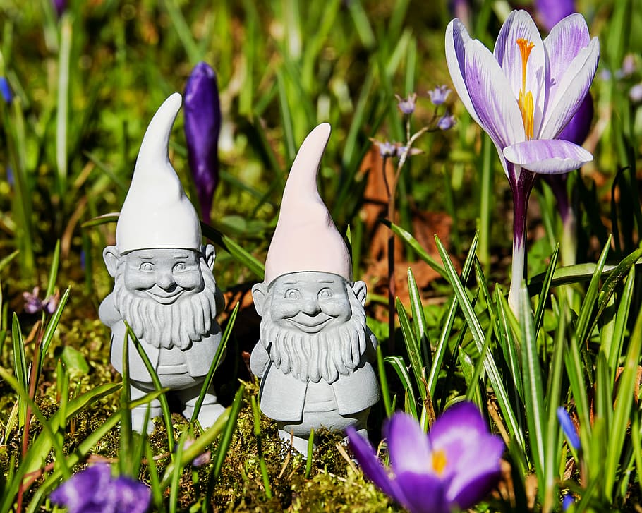 two, garden gnomes, purple, crocus flower, daytime, imp, spring imp, figure, cute, sweet