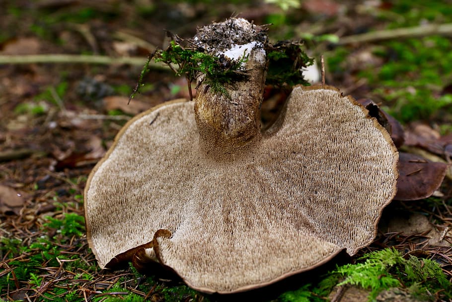 hawk mushroom, mushroom, autumn, edible, close-up, land, fungus, plant, nature, field
