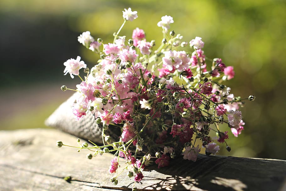 foto, pink, putih, bunga, siang hari, tas biji gypsofilia, gypsophila, tas, bunga hias, tanaman hias