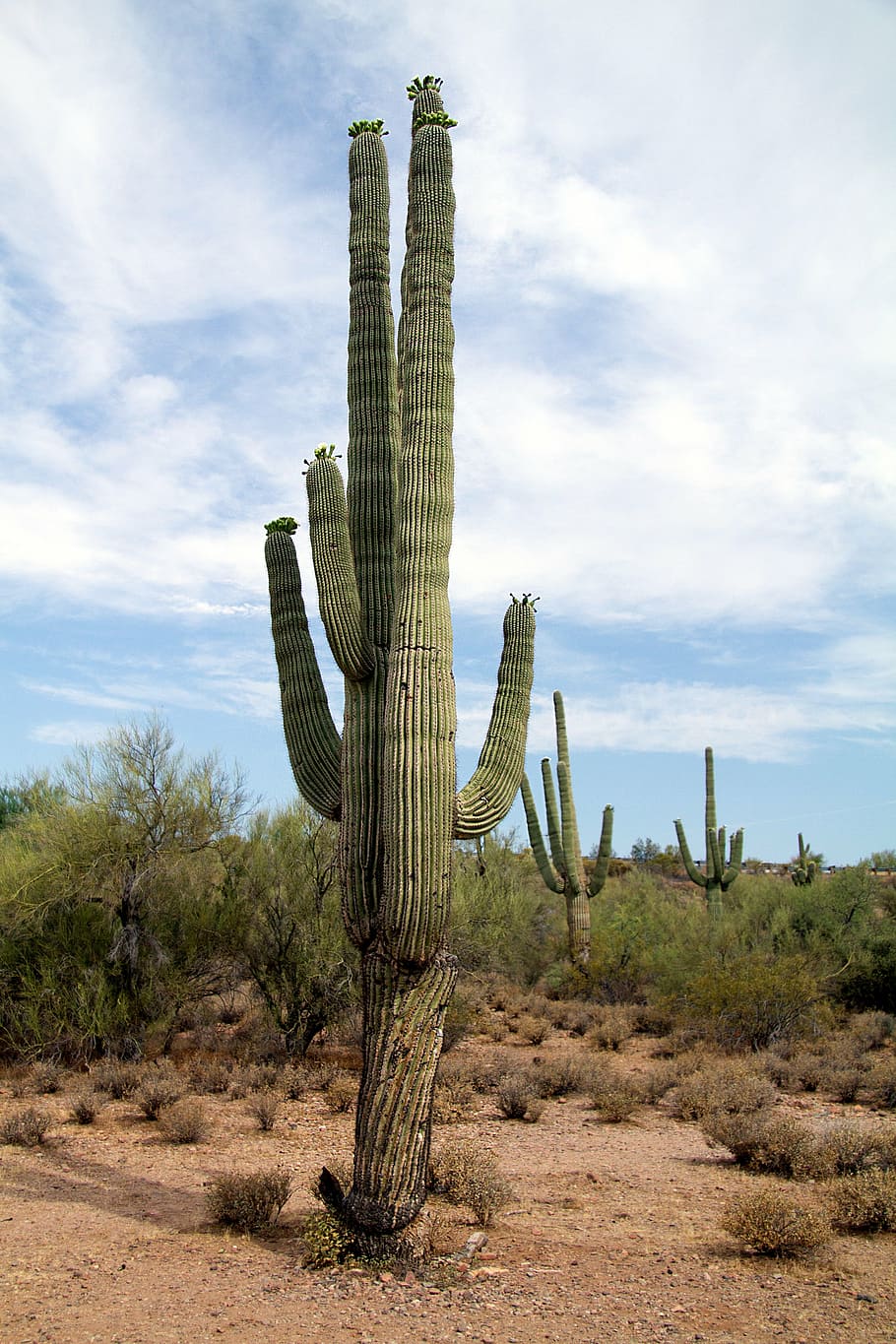 green, cactus, desert, surrounded, grass, daytime, usa, arizona, saguaro Cactus, nature