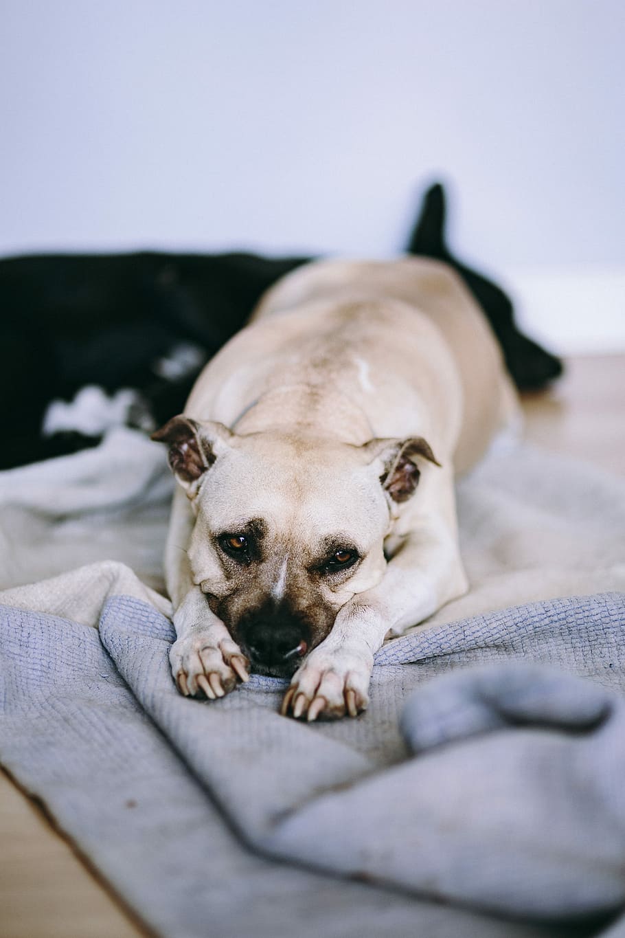cute, dog, laying, bed, Old, old dog, amstaff, American staffordshire terrier, pet, animal
