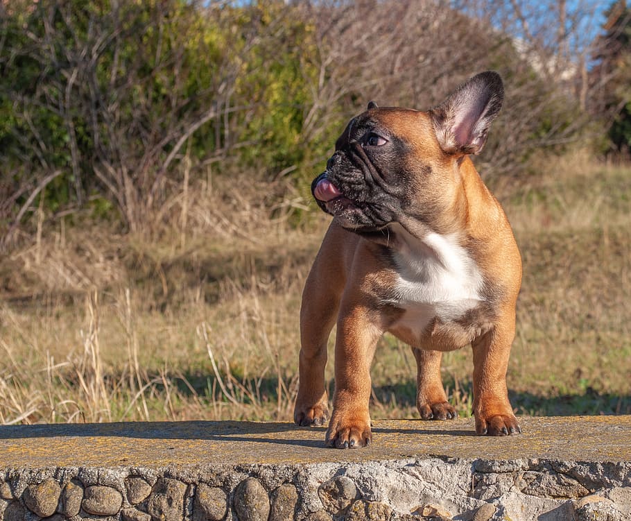 bulldog Perancis, anak anjing, membelai, hewan, silsilah, berdarah murni, buldog, di luar rumah, menghadapi, mulut