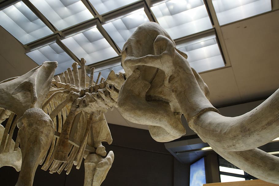 мамонт, скелет, музей, экспонат, млекопитающее, бивни, толстокожее животное, руссельтье, ледниковый период, доисторические времена