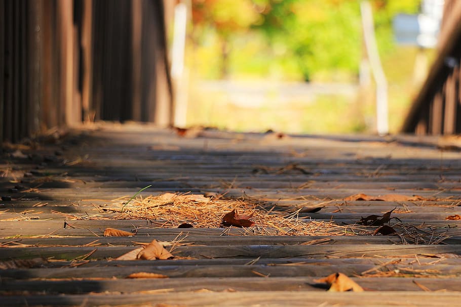 seco, hojas, piso, cerca, fotografía, en el piso, fotografía de primer plano, puente, otoño, hojas de otoño