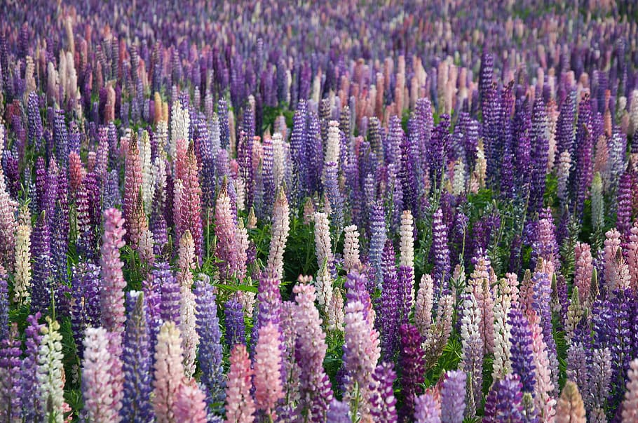 atas, melihat, pink, ungu, bidang bunga, lavender, bunga, bidang, pertanian, outdoor