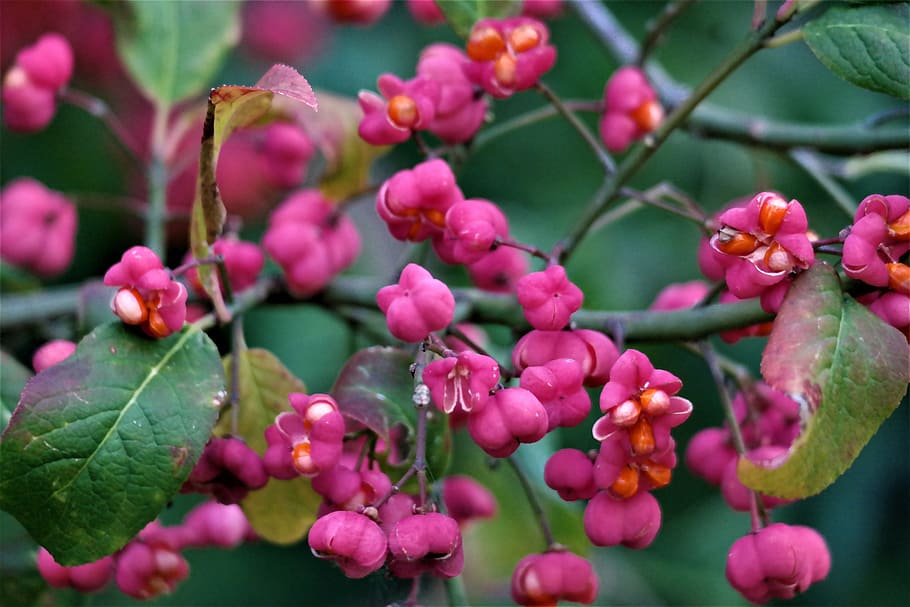 blossom, bloom, fruit, spindle, fortunei, plant, nature, growth, food and drink, food