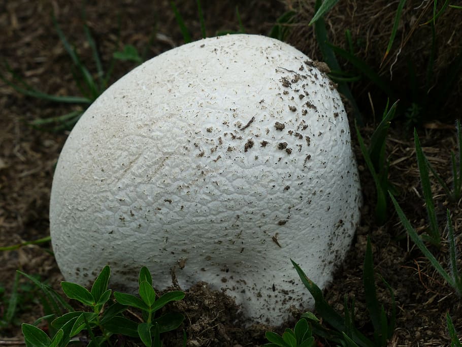 bovist, mushroom, white, large umbrinum, calvatia, mushroom genus, mushroom relative, giant bovist, calvatia gigantea, langermannia gigantea