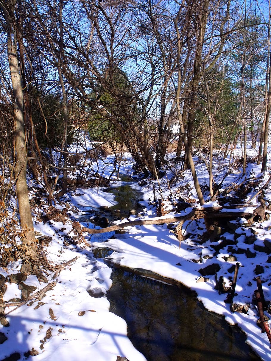 trees, forest, brook, rivulet, winter, water, tree, snow, cold temperature, plant