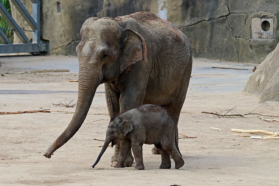 brown, infant, park, Elephant, Baby, Proboscis, baby elephant, animals, africa, zoo