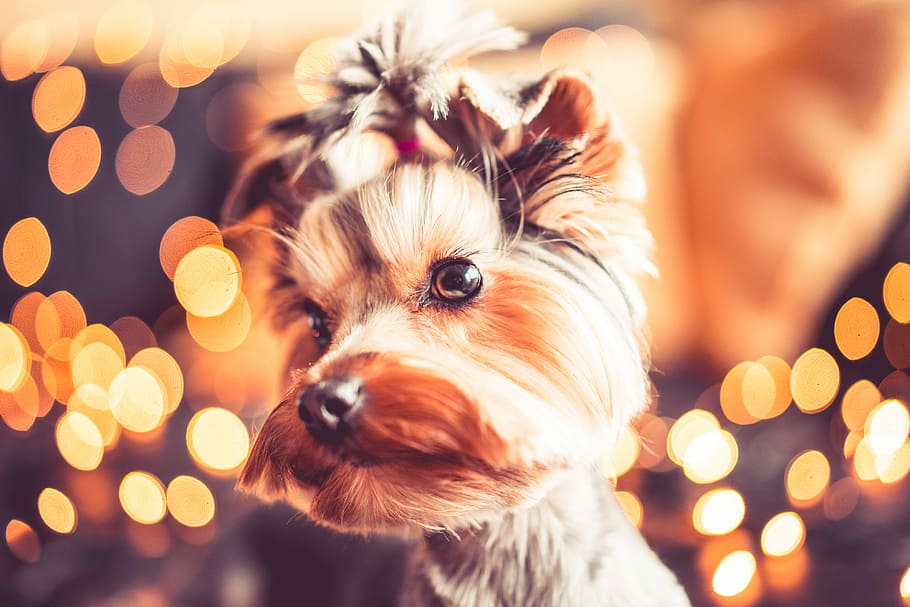Maravilhoso, Retrato de Natal, Bonito, Yorkshire Terrier, animais, bokeh, natal, bokeh de natal, decoração de natal, noite de natal