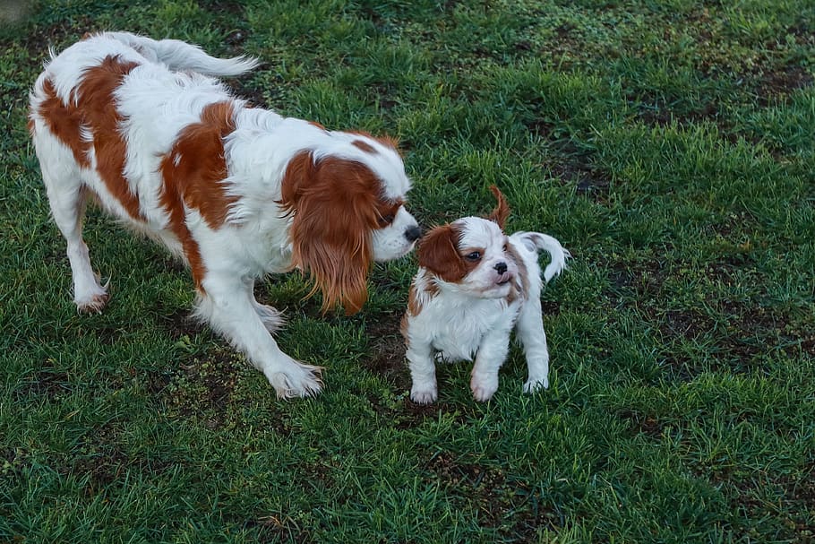mother, baby, meadow, family, dog, cavalier, king, charles, spaniel, fun