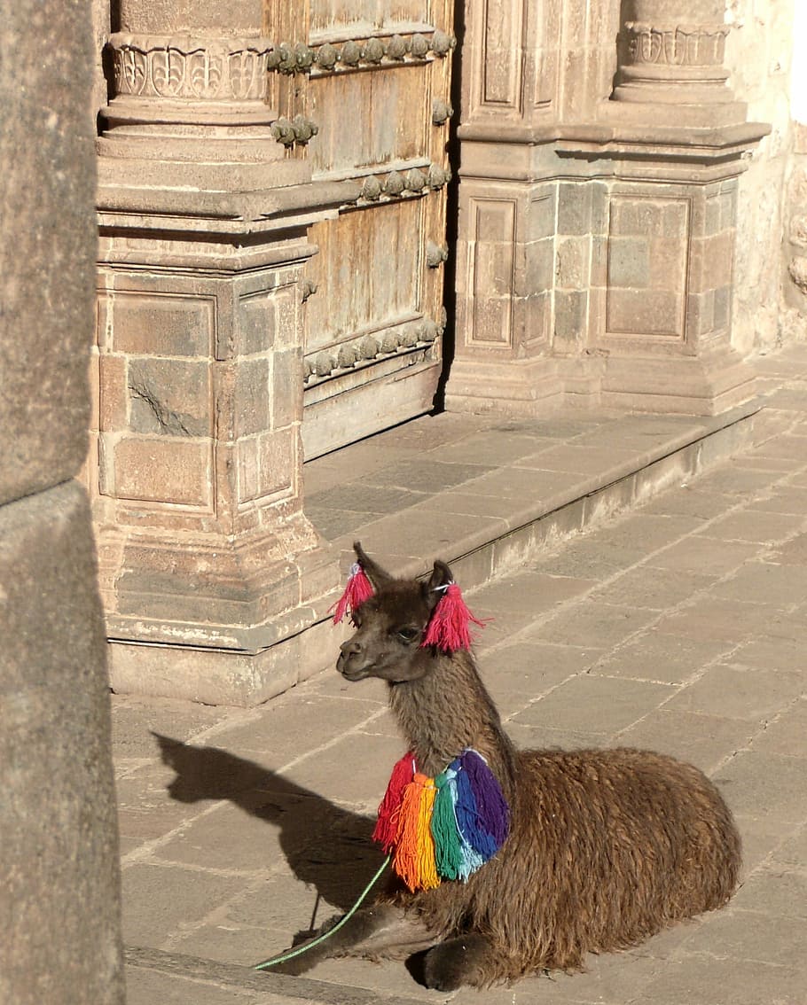 Alpaca, Peru, Cusco, Inca, Cuzco, peruvian, andes, rooster, livestock, one animal