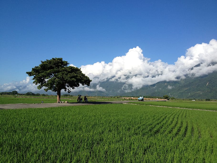 Taiwán, Ikegami, en campo de arroz, planta, campo, paisaje, tierra, cielo, agricultura, ambiente