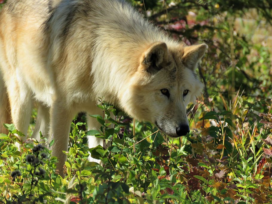 wolfdog, wolf, dog, hunting, sniffing, smelling, forest, bushes, sanctuary, yamnuska