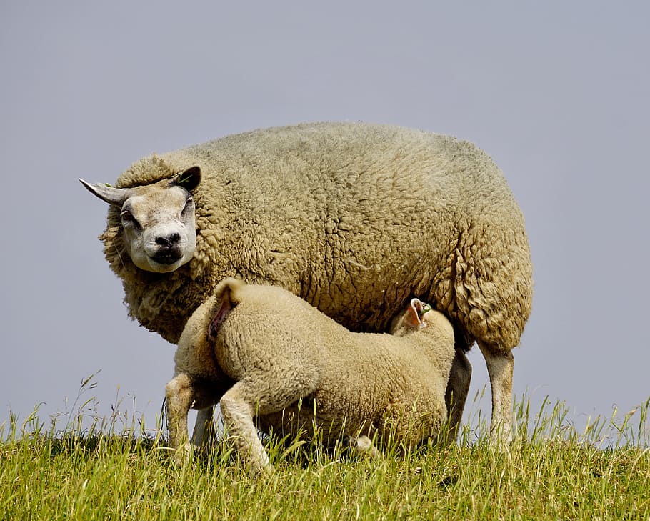 Sheep, Lamb, Suckle, young, mother, child, wool, grass, sweet, rest