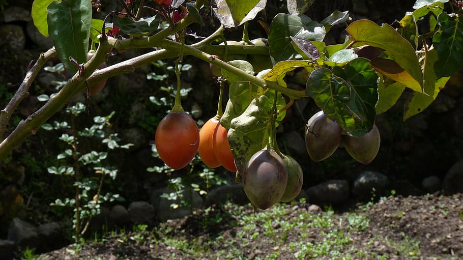 ecuador, cuenca, south america, andes, latin america, fruit, plant, tree tomato, food and drink, healthy eating