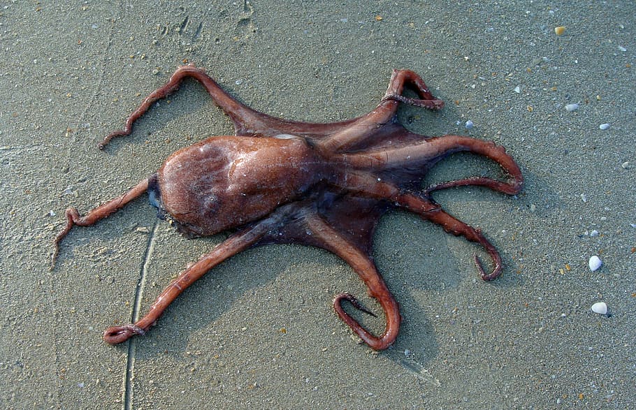 octopus, beach, sand, sea, animal, marine, organism, indian ocean, octopus vulgaris, india