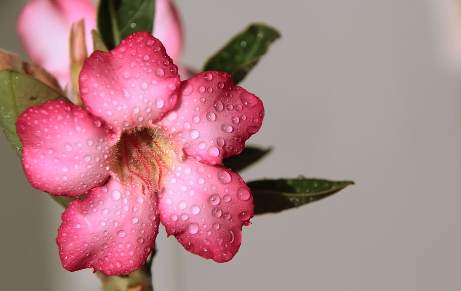 shallow, focus photography, pink, petaled flower, rosa, flower, water, rain, adenium, flowering