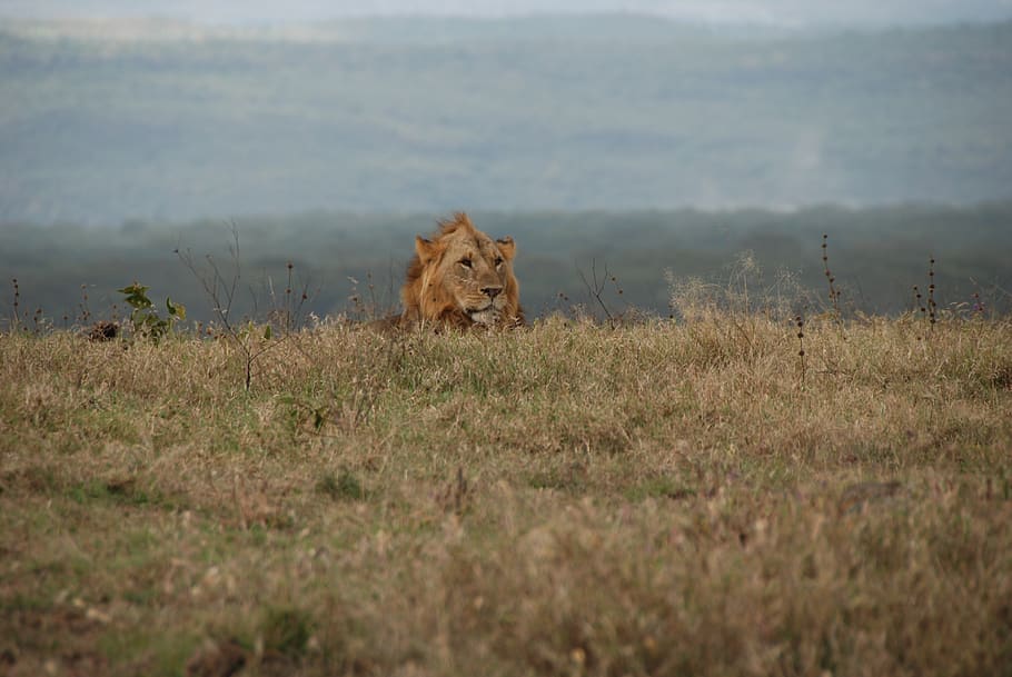 lion, kenya, africa, safari, wildlife, carnivore, mammal, lion - feline, animal, animal themes