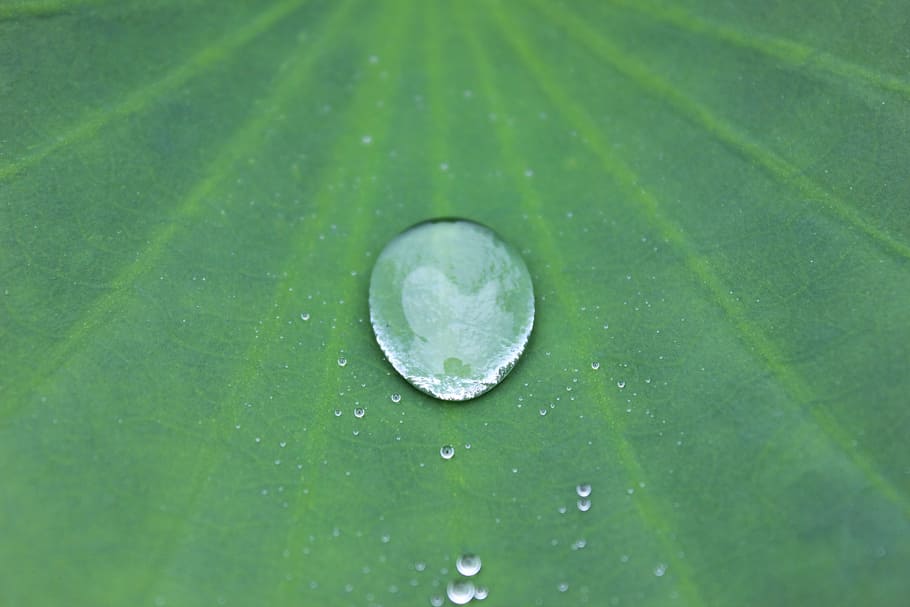 Water Drop, Sheet, Water-Repellent, drop, rain, green, raindrops, petal, water, nature